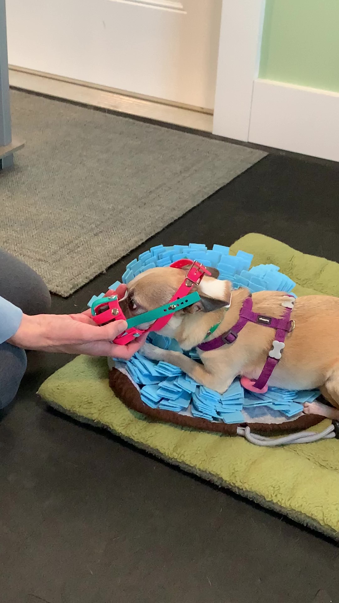 dog wearing a muzzle